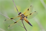 Vierfleck-Libellula_quadrimaculata.jpg