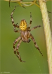 Vierfleckkreuzspinne-Araneus_quadratus.jpg