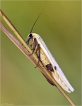 Vierpunkt-Flechtenbaerchen-Lithosia_quadra_Juli_2015.jpg