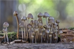 Viersporiger_Nitrathelmling-Mycena_alcalina.jpg