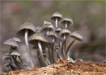 Viersporiger_Nitrathelmling-Mycena_stipata.jpg
