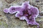 Violetter_Knorpelschichtpilz-Chondrostereum_purpureum.jpg