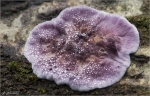 Violetter_Knorpelschichtpilz_001.jpg