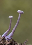 Violetter_Lacktrichterling-Laccaria_amethystea.jpg