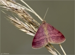 Violettroter_Kleinspanner-Scopula_rubiginata.jpg