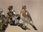 Wacholderdrossel-25_01_2017-Turdus_pilaris.jpg