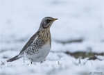 Wacholderdrossel-Turdus_pilaris-18_03_2018.jpg