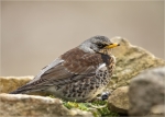 Wacholderdrossel-Turdus_pilaris-mit_Regentropfen-zwischen_Sandsteinen.jpg