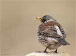 Wacholderdrossel-Turdus_pilaris-mit_Schulterblick.jpg