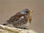 Wacholderdrossel-Turdus_pilaris-voellig_entspannt.jpg