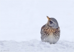 Wacholderdrossel-Turdus_pilaris.jpg
