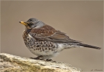 Wacholderdrossel-fieldfare-25_01_2017.jpg