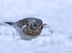 Wacholderdrossel-fieldfare-mit_Wurm-18_03_2018.jpg