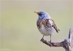 Wacholderdrossel-fieldfare.jpg