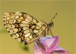 Wachtelweizen-Scheckenfalter-Melitaea_athalia-19_Juni_2019.jpg
