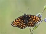 Wachtelweizen-Scheckenfalter-Melitaea_athalia-Oberseite.jpg