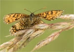 Wachtelweizen-Scheckenfalter-Melitaea_athalia-Unterseite.jpg