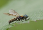 Waffenfliege-Chloromyia_formosa.jpg