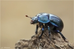 Waldmistkaefer-Anoplotrupes_stercorosus.jpg