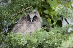 Waldohreule-03_05_2012-Jungvogel.jpg
