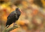 Waldrapp-Geronticus_eremita.jpg