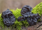 Warziger_Druesling-Exidia_glandulosa.jpg