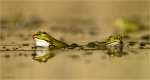 Wasserfroesche-Water_Frog-April_2020.jpg