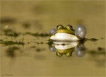 Wasserfrosch-Water_Frog-April_2020.jpg