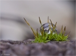 Wassertropfen_im_Moos.jpg