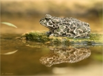 Wechselkroete-Bufotes_viridis-10_07_2017.jpg