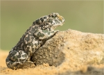 Wechselkroete-Bufotes_viridis-13_08_2017.jpg