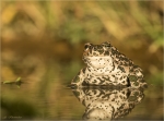 Wechselkroete-Bufotes_viridis-15_10_2017.jpg