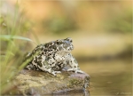 Wechselkroete-Bufotes_viridis-24_08_2017.jpg