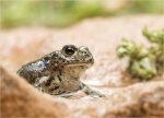 Wechselkroete-Bufotes_viridis-30_05_2017.jpg