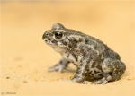 Wechselkroete-Bufotes_viridis-Jungtier_2017.jpg