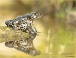 Wechselkroete_am_Wasser-Bufotes_viridis-August_2017.jpg