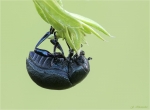 Wegerich_Blattkaefer-Chrysolina_haemoptera.jpg