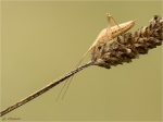 Weinhaehnchen-Oecanthus_pellucens-Maennchen-16_07_2017.jpg