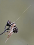 Weinhaehnchen-Oecanthus_pellucens.jpg