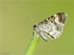 Weissbinden-Labkrautspanner-Epirrhoe_rivata-Mai_2017.jpg