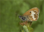 Weissbindiges_Wiesenvoegelchen-Coenonympha_arcania.jpg