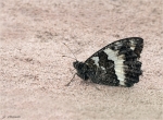 Weisser_Waldportier-Aulocera_circe-04_07_2018.jpg