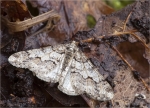 Weissgrauer_Frostspanner-agriopis_leucophaearia.jpg