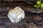 Weisslicher_Druesling-Exidia_thuretiana.jpg