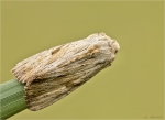 Weisslichgelbe_Grasbuescheleule-Apamea_lithoxylaea-Juni_2017.jpg