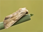 Weisslichgelbe_Grasbuescheleule-Apamea_lithoxylaea.jpg