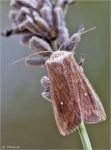 Weisspunkt_Graseule-Mythimna_albipuncta.jpg