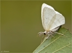 Weissstirn_Weissspanner-Cabera_pusaria-maennlich-2016.jpg