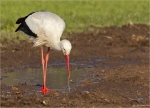Weissstorch-white_stork-April_2015.jpg