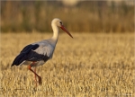 Weissstorch-white_stork-im_Morgenlicht.jpg